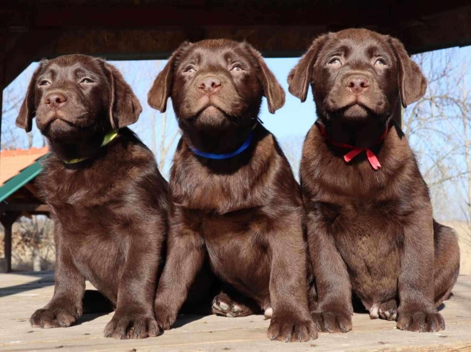 Labrador retriver čokoladni štenci - Novosti Oglasi